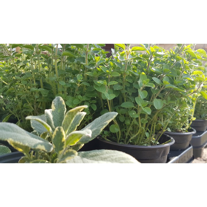 Разсад Риган Origanum vulgare