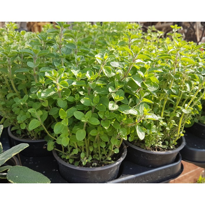 Разсад Риган Origanum vulgare