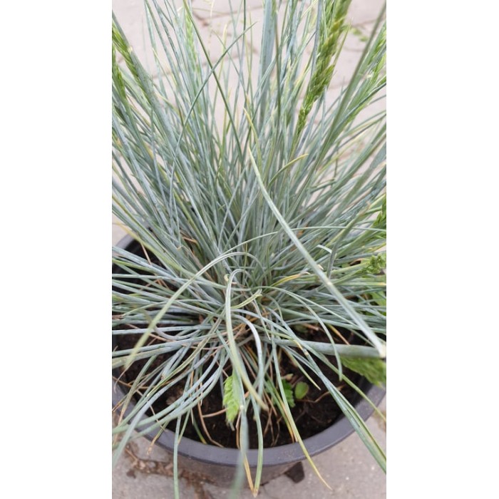 Фестука, синя трева Festuca glauca