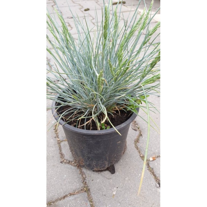 Фестука, синя трева Festuca glauca