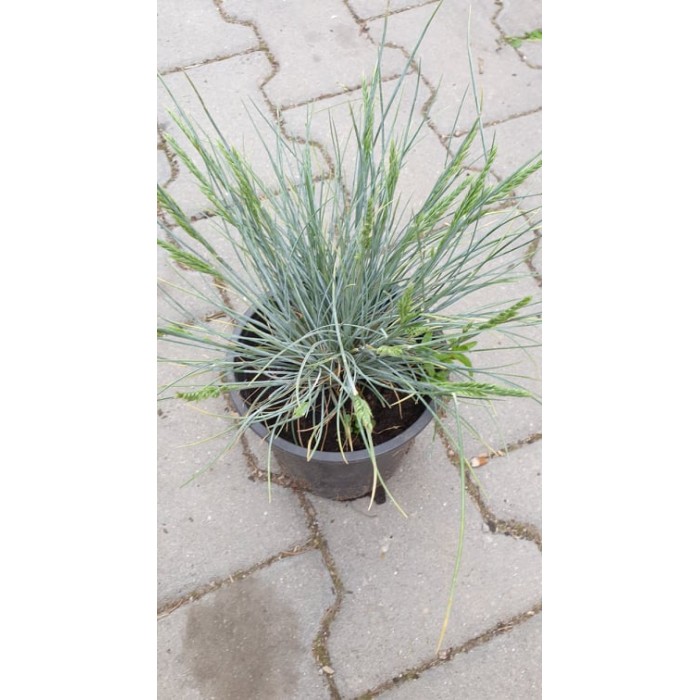 Фестука, синя трева Festuca glauca