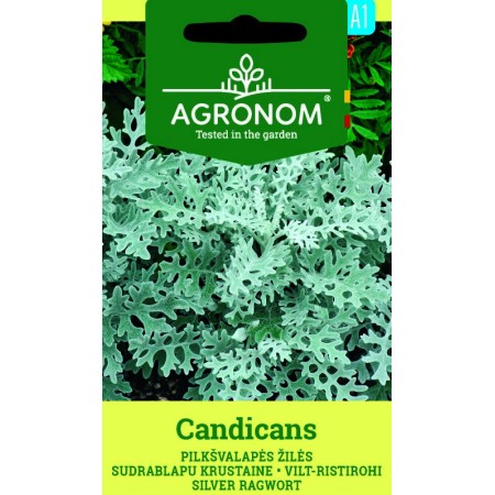 Сенецио Candicamas