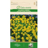 Алисум жълт Alyssum montanum