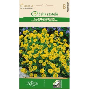 Алисум жълт Alyssum montanum