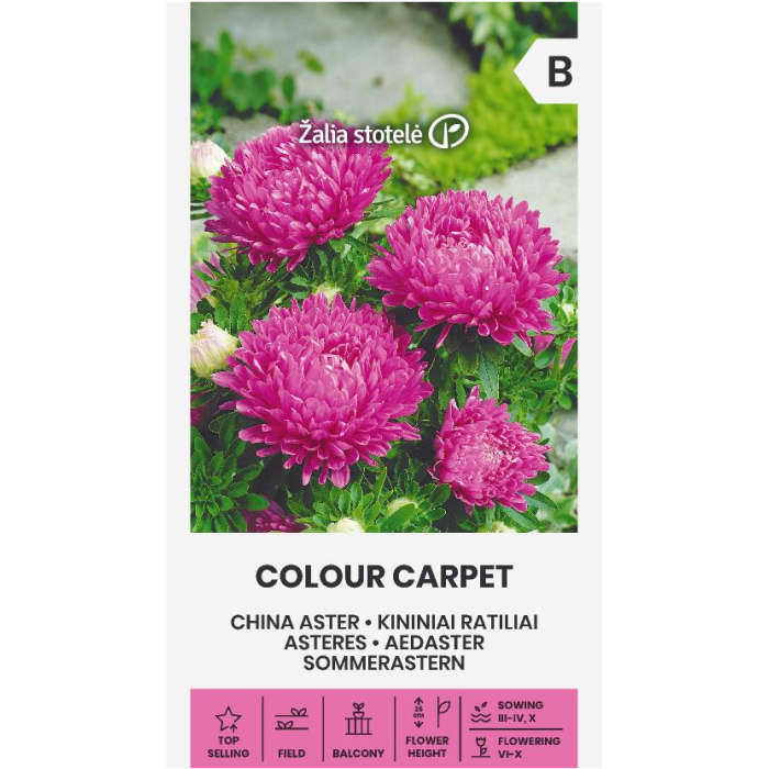 Астри Циклама Цветен килим Callistephus chinensis L Ness Colour Carpet