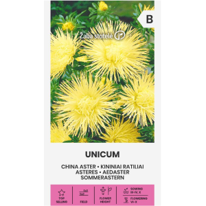 Астри Жълти Игловидни Уникум Callistephus chinensis L Ness Unicum