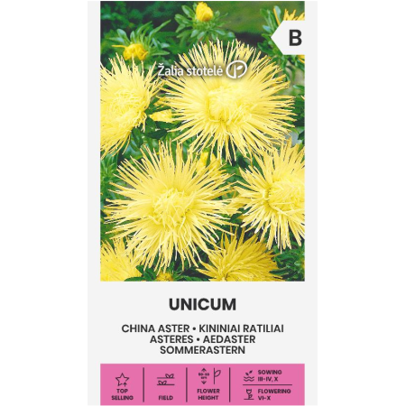 Астри Жълти Игловидни Уникум Callistephus chinensis L Ness Unicum