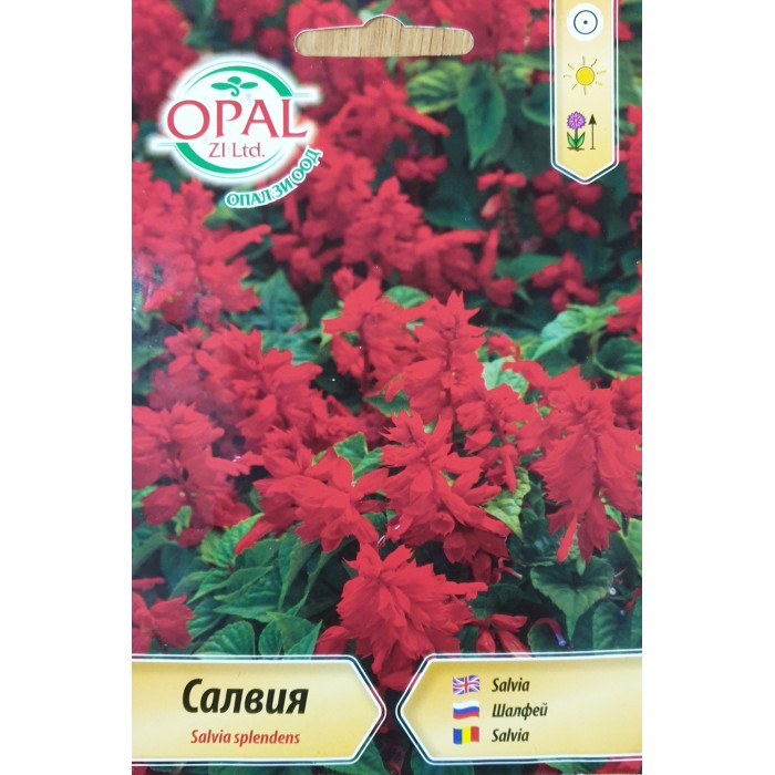 Салвия (Пламък) Salvia splendens