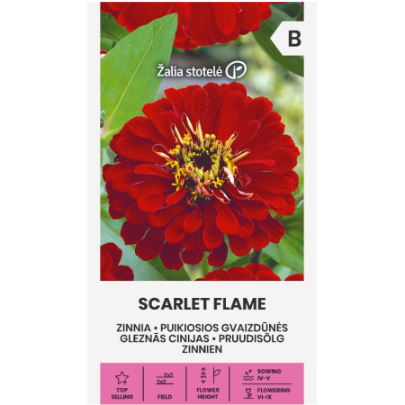 Циния червена Scarlet Flame Zinnia elegans dahlienflora