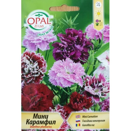 Карамфил мини Dianthus plumarius