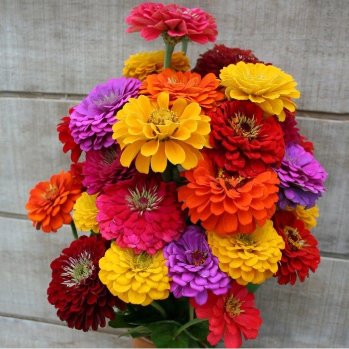 Циния Гигант Калифорнийки Микс Zinnia elegans dahlienflora Californiq Giants