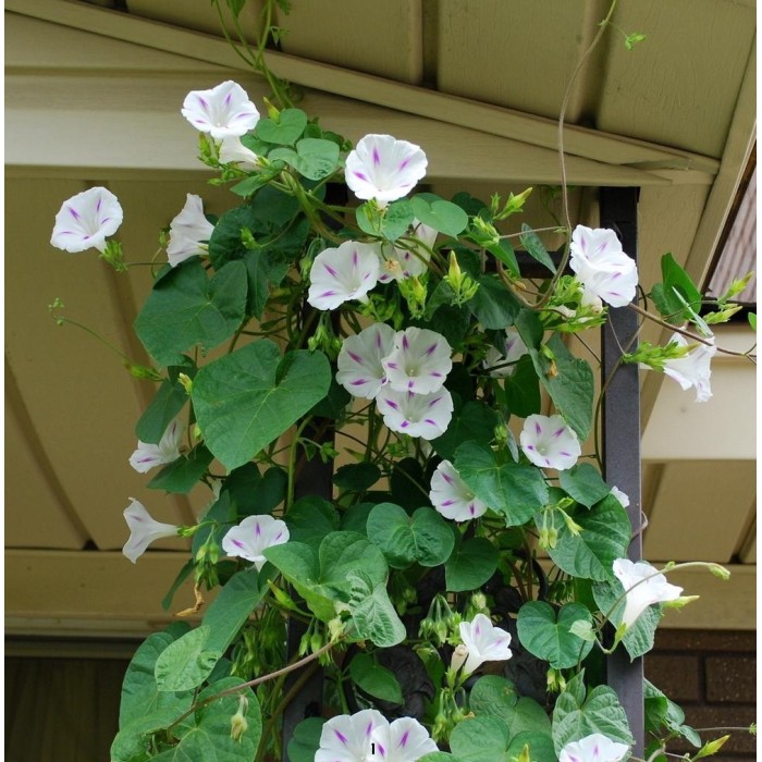 Ипомея (Грамофонче) Млечен път Ipomea Purpurea (L.) Roth Milky way