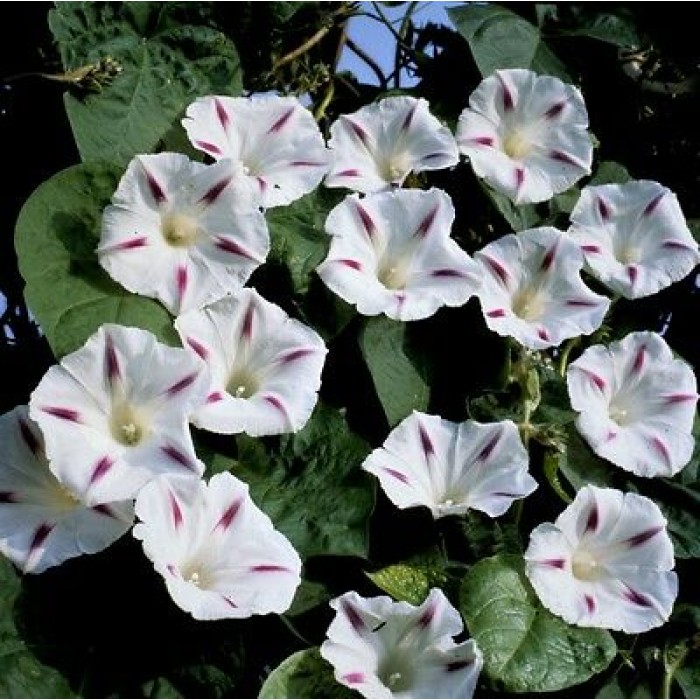 Ипомея (Грамофонче) Млечен път Ipomea Purpurea (L.) Roth Milky way