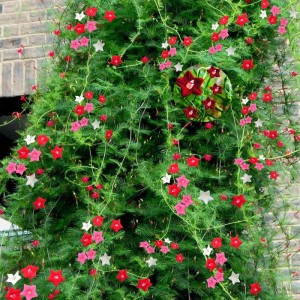 Кипърска лоза Ipomoea pennata