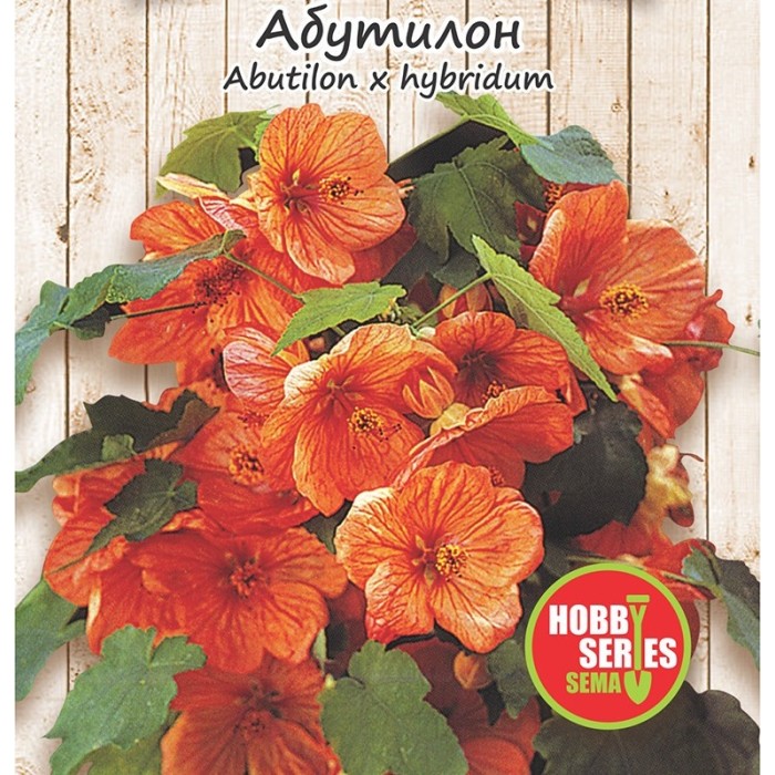 Семена за Абутилон (Стаен клен) Abutilon hybridum