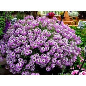 Семена за Алисум Лилав Alyssum annual royal