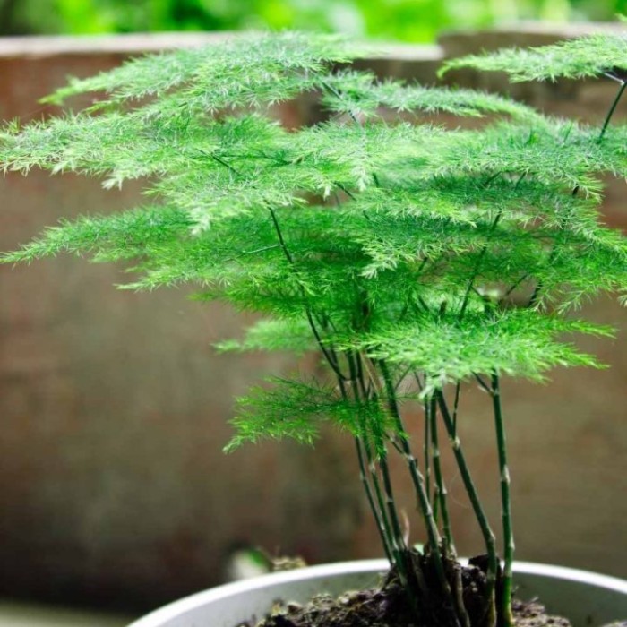 Семена за Аспарагус Asparagus plumosus nano