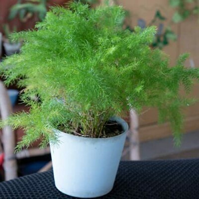 Семена за Аспарагус Asparagus plumosus nano
