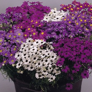 Семена за Брахикоме микс Brachyscome iberidifolia