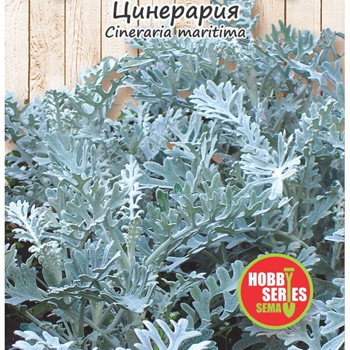 Семена за Цинерария сребриста Cineraria maritima
