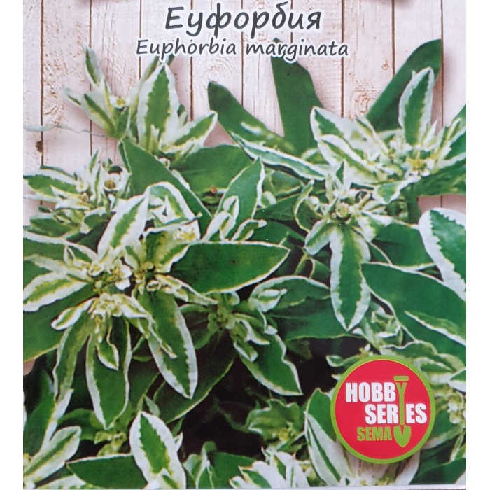 Еуфорбия Euphorbia marginata