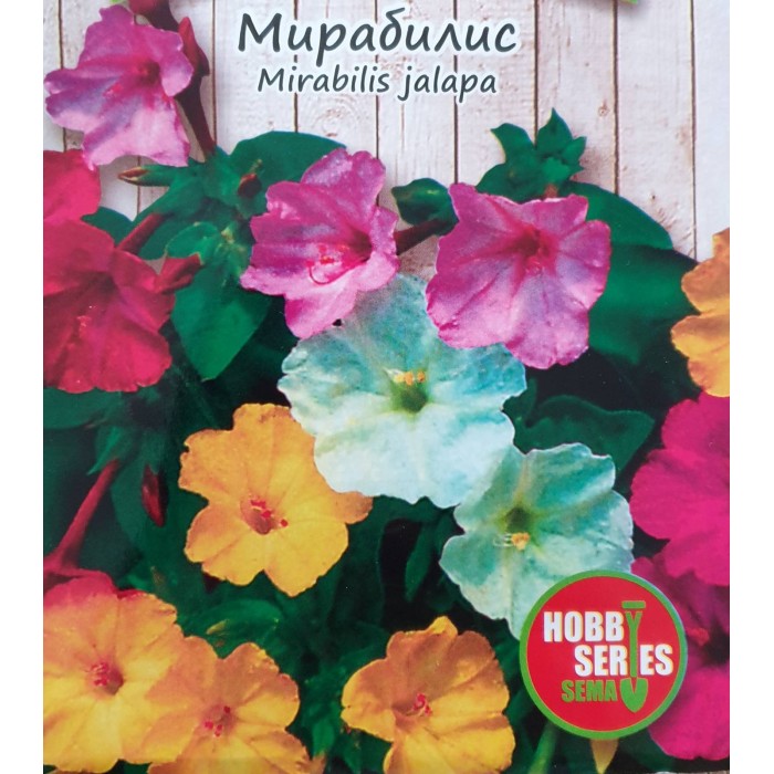 Мирабилис Mirabilis jalapa