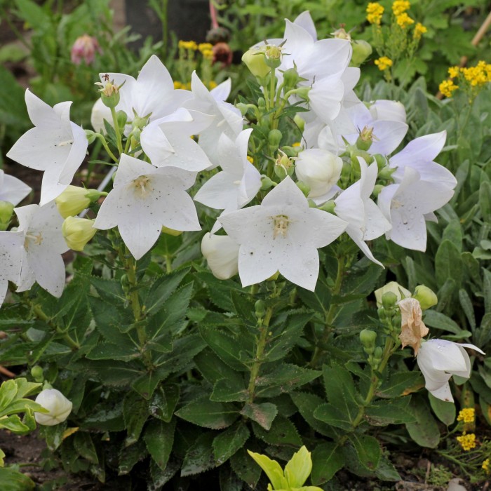 Семена за Цветя Платикодон Platycodon grandiflorus