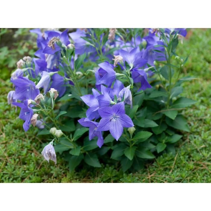 Семена за Цветя Платикодон Platycodon grandiflorus