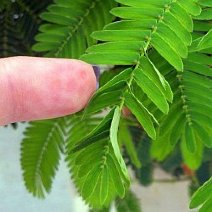 Семена за Срамежлива Мимоза Mimosa pudica (чувствителна на допир)