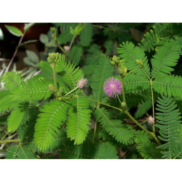 Семена за Срамежлива Мимоза Mimosa pudica (чувствителна на допир)