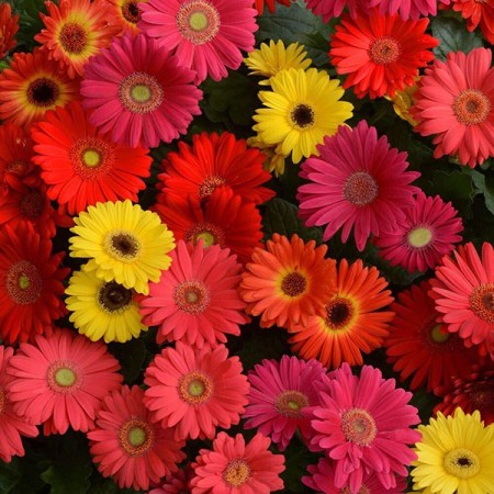Семена за Гербер Gerbera jamesonii