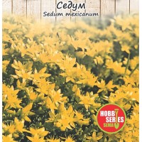Семена за Седум (Тлъстига) Sedum spectabile mexicanum