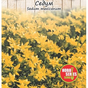 Семена за Седум (Тлъстига) Sedum spectabile mexicanum