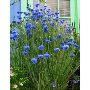Семена за Цветя Синчец Centaurea Cyanus