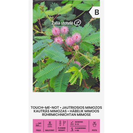 Срамежлива Мимоза Mimosa pudica L