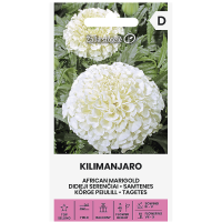 Тагетес Килиманджаро Tagetes erecta Kilimanjaro