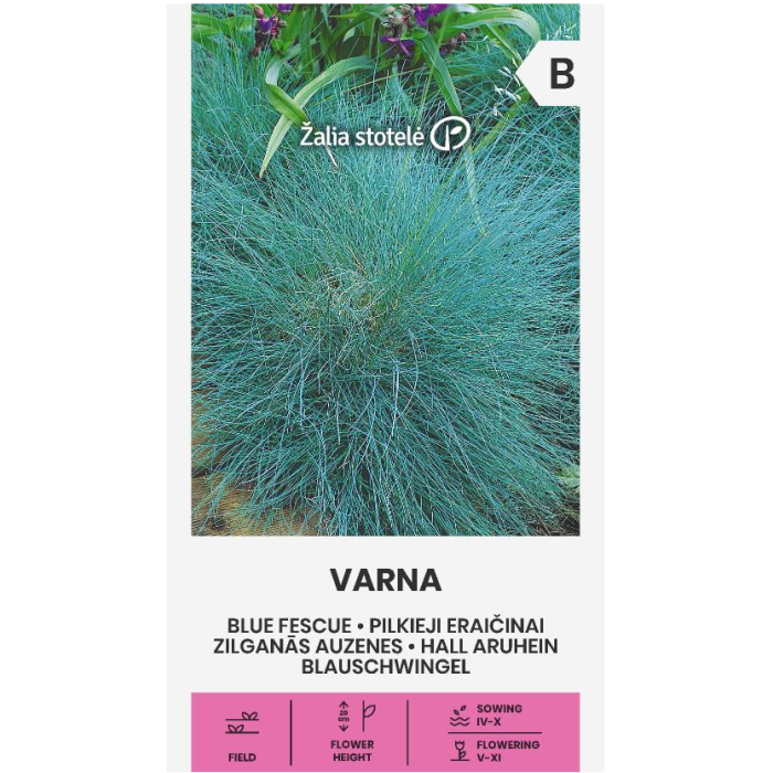 Декоративна трева Varna Festuca ovina Glauca