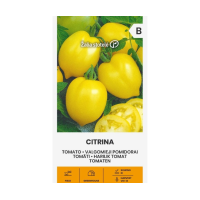 Домати Цитрина (лимонови) Citrina