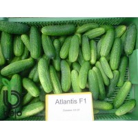 Корнишони Атлантис F1 Atlantis (предимно женско цъфтящ)