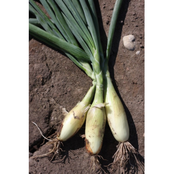 Лук Тоска Allium cepa L Tosca