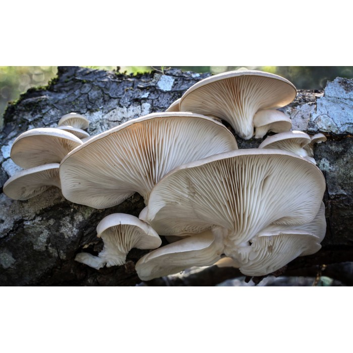 Мицел за Кладница (Pleurotus ostreatus)