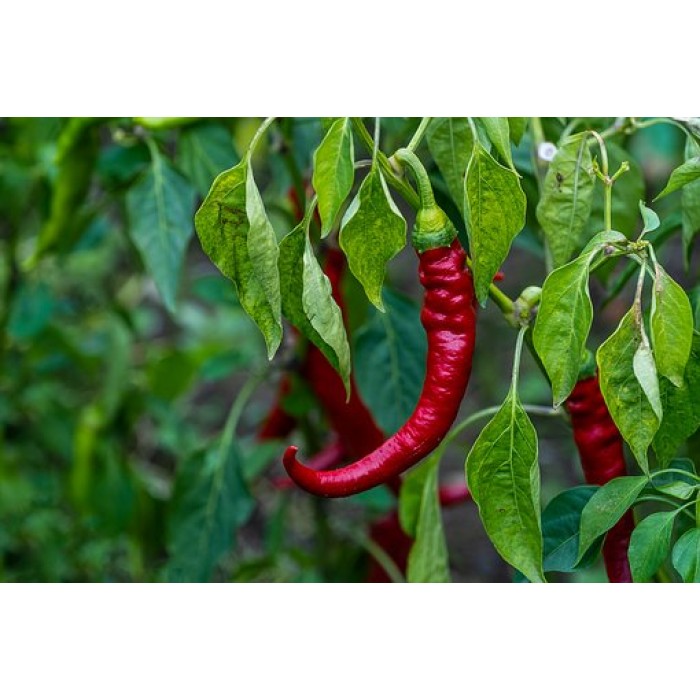 Пипер Кайен Pepperone cayenna