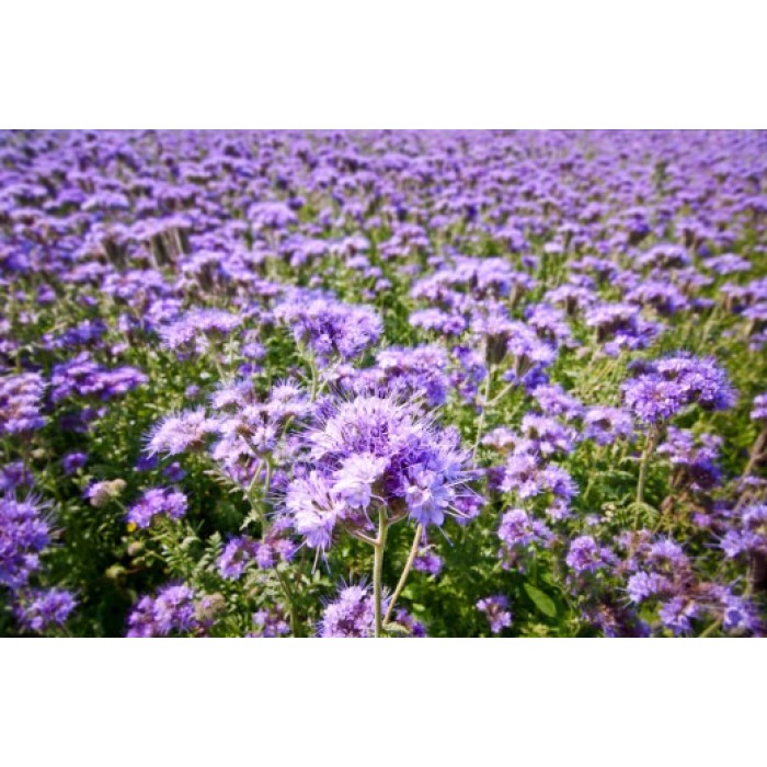 Фацелия Phacelia tanacetifolia
