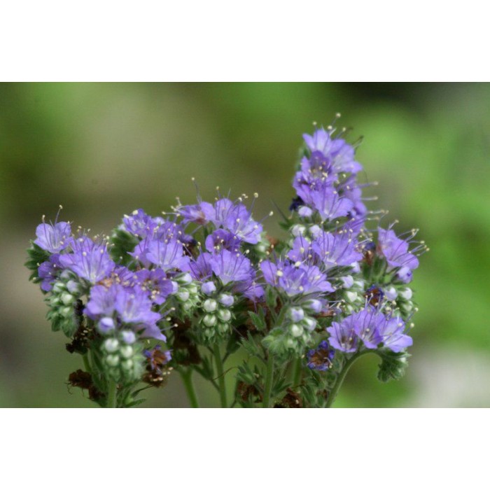 Фацелия Phacelia tanacetifolia