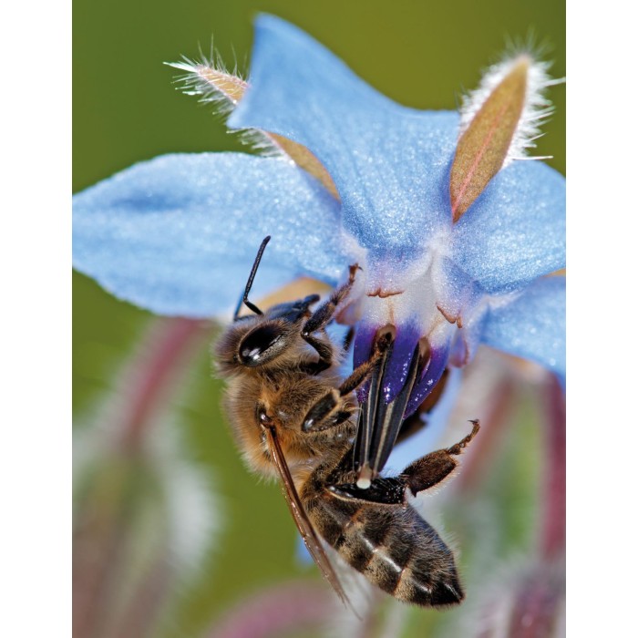 Цветна поляна за Пчели (31 вида цветя) Bee mix