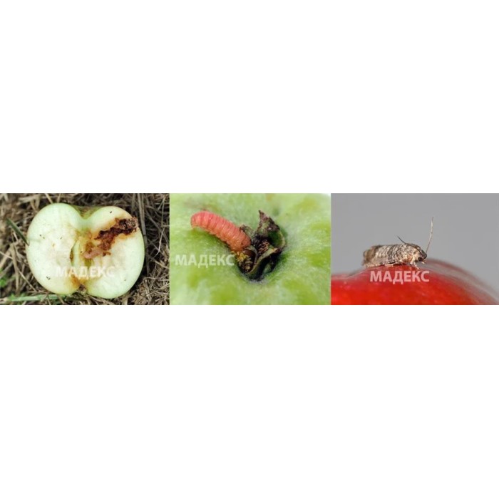 МАДЕКС ТВИН – биоинсектицид с Cydia pomonella Granulovirus (CpGV-V22)