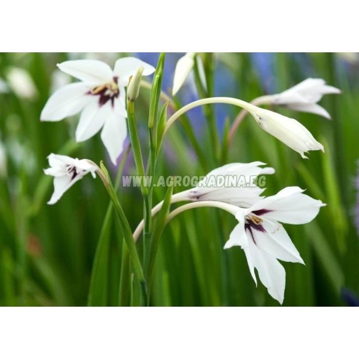 Ацидантера Бяла Acidanthera Murielae - 10 бр луковици