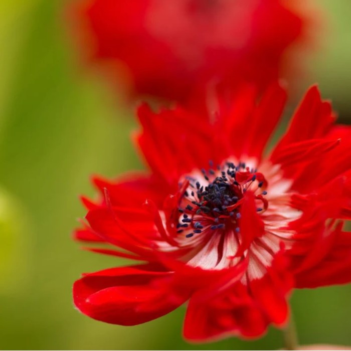 Анемония Губернатор Anemone corornaria - 15 бр луковици