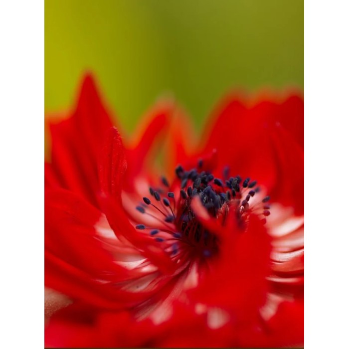Анемония Губернатор Anemone corornaria - 15 бр луковици