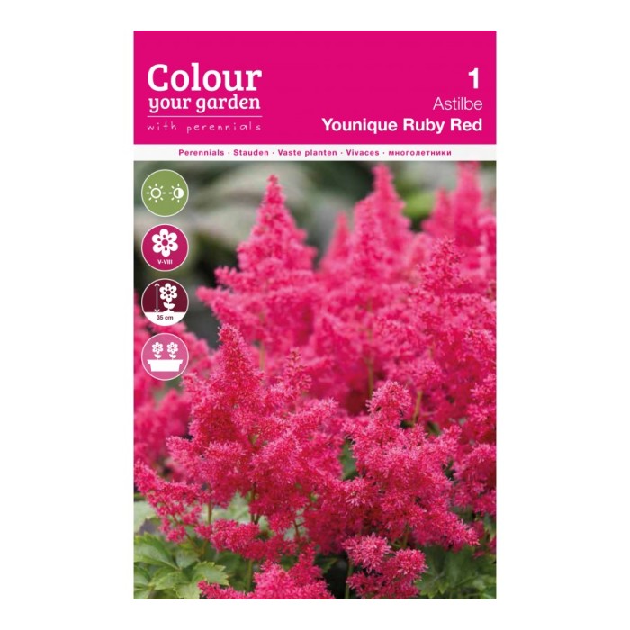 Астилба Уникално Рубинена Astilbe - 1 бр луковица